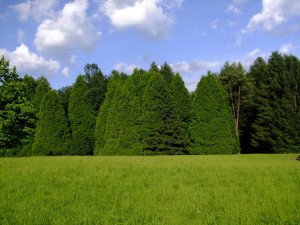 Wald